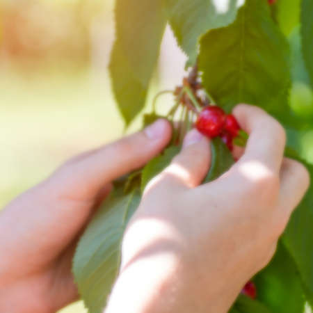 Female hands harvesting cherry from tree.  blur background with shallow depth of field bokeh effectの写真素材