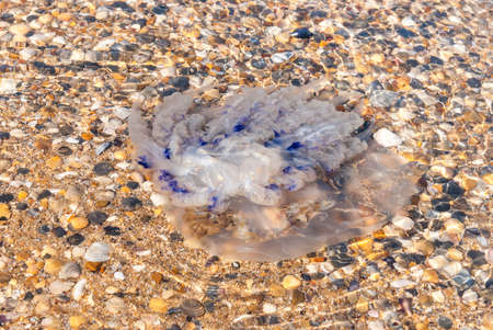 Large  jellyfish (Rhizostomae) lies on the shore of a beach.の写真素材