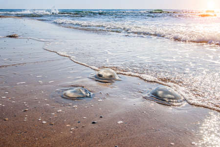 Large  jellyfish lies on the shore of a beach.の写真素材