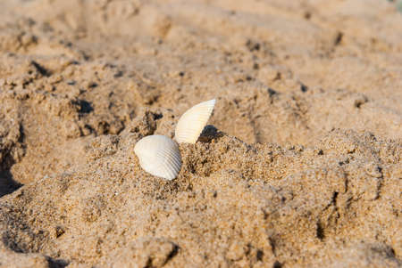 Sea shells on sand. Summer beach background.の写真素材
