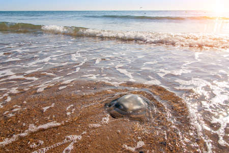 Large  jellyfish lies on the shore of a beach.の写真素材