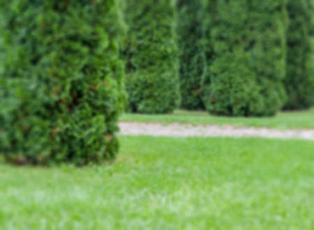 Green garden defocused abstract backgroundの写真素材