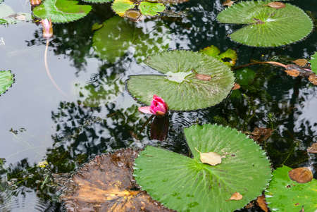Waterlily in garden pond
