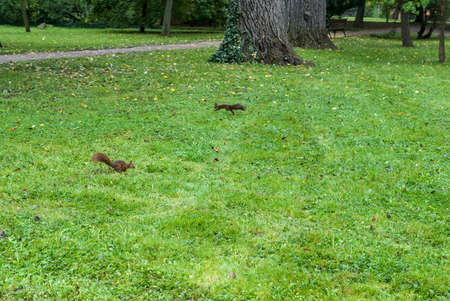 Two squirrels on the grass with autumn leavesの写真素材