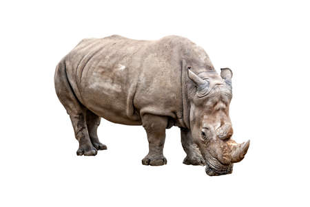 Big rhino standing, isolated on white backgroundの写真素材