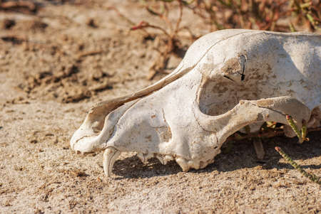 Old dog skull left in the grassの写真素材
