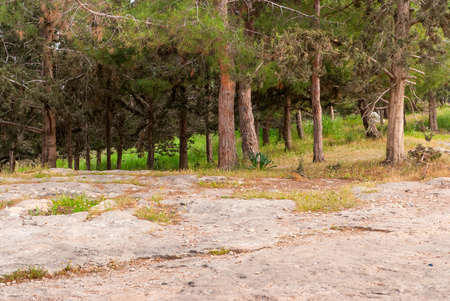View on biblical landscape Hadid.の写真素材