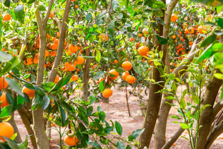 Ripe mandarin tree growing in the farm garden.の写真素材