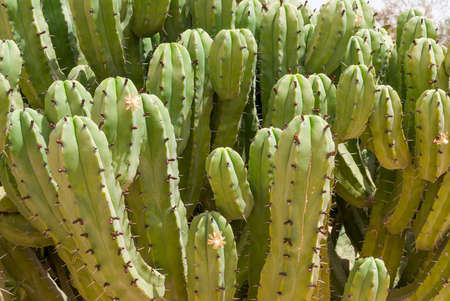 Cactus in the Desert of Negevの写真素材