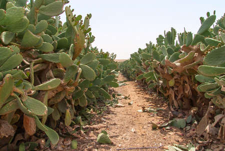Thicket of cactus Opuntia ficus-indica in Negev desert.