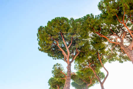 The stone pine, botanical name Pinus pinea, also known as the Italian stone pine, umbrella pine and parasol pine.の写真素材