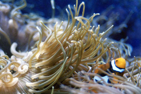 Waiting Clownfish sea anemone, oceanの写真素材