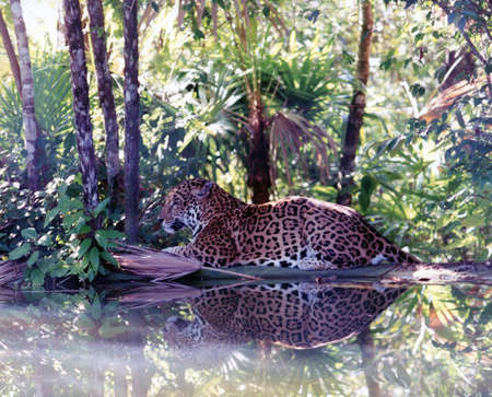 Serene belize jaguar reflected in poolの写真素材