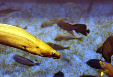 Moray Eel on the Huntの写真素材