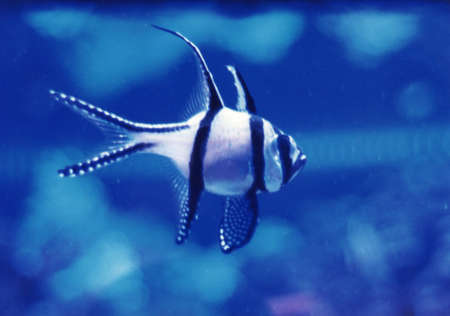 Small Fish in the Blueの写真素材