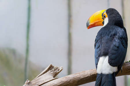 Tropical bird Toucan sitting on a branch. High quality photo