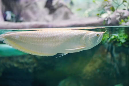 A large, golden white fish Arovana swims near the surface of the water. Relic, ancient animals.の写真素材