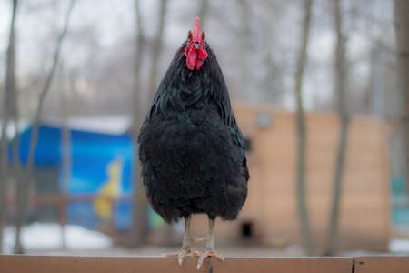 One black, beautiful rooster sits on a perch. A clear winter day, in the distance blurred wooden houses.の写真素材