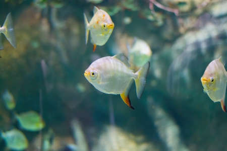 Tropical fish on a blurdy background of rocks.