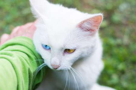 Male strokes the cat albino with heterochromia. The relationship between humans and animals.の写真素材