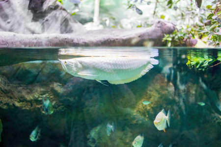 A large, golden white fish Arovana swims near the surface of the water. Relic, ancient animals.の写真素材