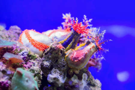 Colorful anemone under water on a blue background.の写真素材