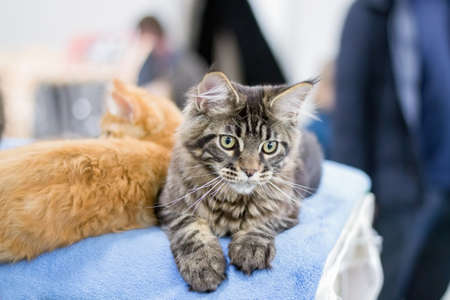 Cute striped kitten. Close up shot.の写真素材