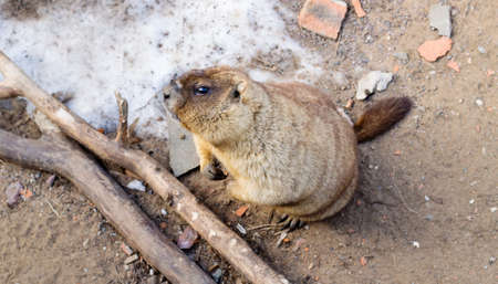Groundhog after hibernation. Funny animal looks at the camera, on the ground has not melted snow.の写真素材