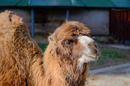 A camel with long hair stands in a stall. Close up shot.の写真素材