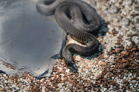 The cold blooded reptile lies on the ground and basks in the sun. The venomous snake shot close up.の写真素材