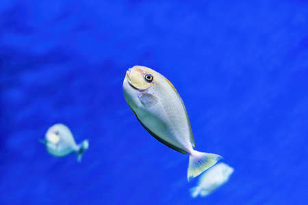 Beautiful fish, tropical fish underwater, on a blue background.の写真素材