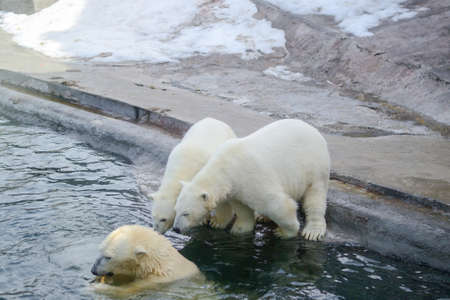 Small polar bear cubs with their mother bear, standing next to the water. Concept of protection of animals and wildlife.の写真素材
