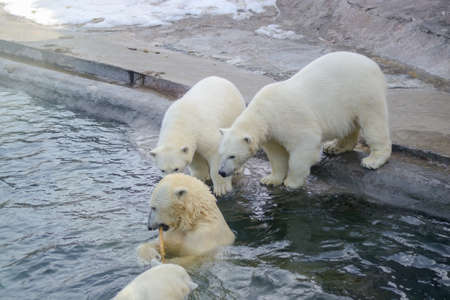 Small polar bear cubs with their mother bear, standing next to the water. Concept of protection of animals and wildlife.の写真素材