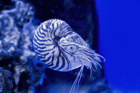Monochrome image of the invertebrate mollusk Nautilus Pompilius.の写真素材