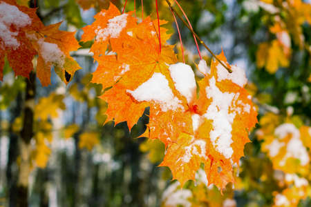 Red, yellow maple leaves covered with snow and ice. A clear, sunny winter day.の写真素材