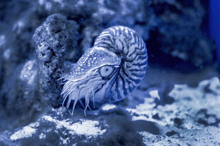 Monochrome image of the invertebrate mollusk Nautilus Pompilius.の写真素材