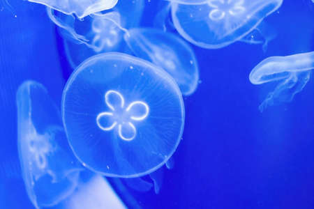 Jellyfish swim underwater on a bright blue background. Texture on underwater theme.の写真素材