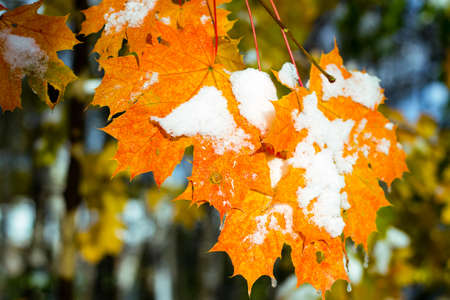 Red, yellow maple leaves covered with snow and ice. A clear, sunny winter day.の写真素材