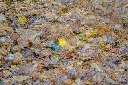 Water runs over colored stones. Yellow autumn leaves of trees are visible under the water. Texture of a river running over rocks.の写真素材