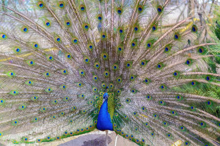A beautiful peacock performs a mating dance. A mottled, multicolored tail with hundreds of blue eyes.の写真素材