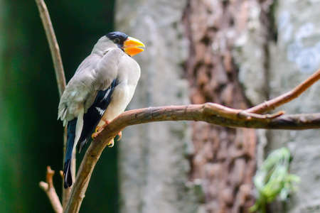 A small, gray bird with a yellow beak sits on a branch.の写真素材