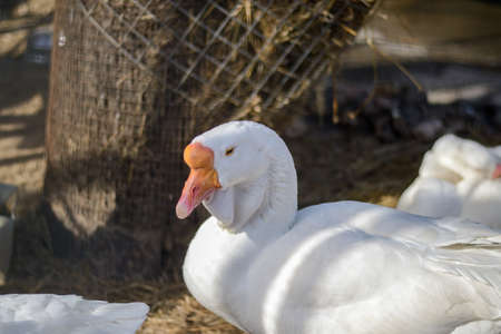 White Chinese goose warmed up in the spring sun. Poultry lies in an aviary on the farm.の写真素材