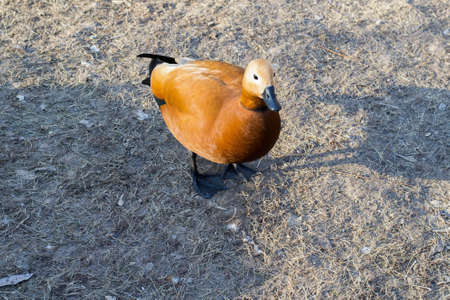Red, domestic duck basks in the sun.