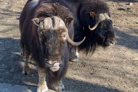 Muskoxen bask in the sun on a warm day. Ovibos moschatus.