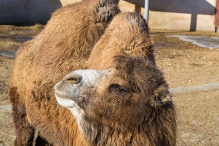 A camel with long hair stands in a stall. Close up shot.の写真素材