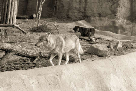 A wolf runs among the fallen trees. Monochrome, sepia image.の写真素材