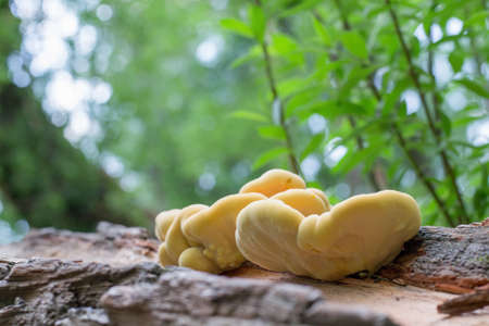 Yellow parasite mushrooms grow on a fallen tree. The Latin name of the mushroom is Laetiporus...