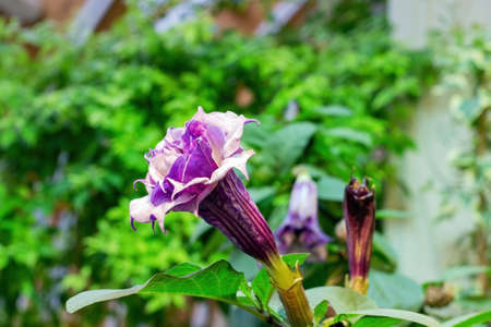 Poisonous plant of the nightshade family Datura blooms with beautiful purple flowers.の写真素材