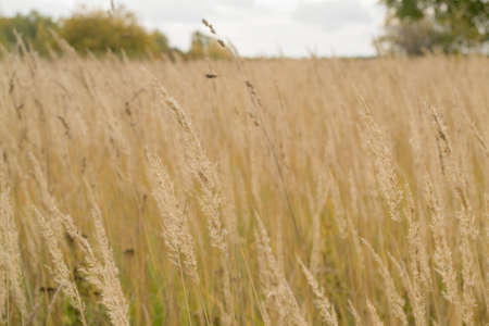 Field of dry grass on a blurry background.