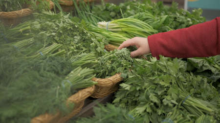Woman in the store chooses fresh, green herbs for cooking dinner. Water vapor is sprayed over the...